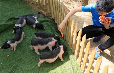 Šta biste uradili da zamorac dobije toplotni udar